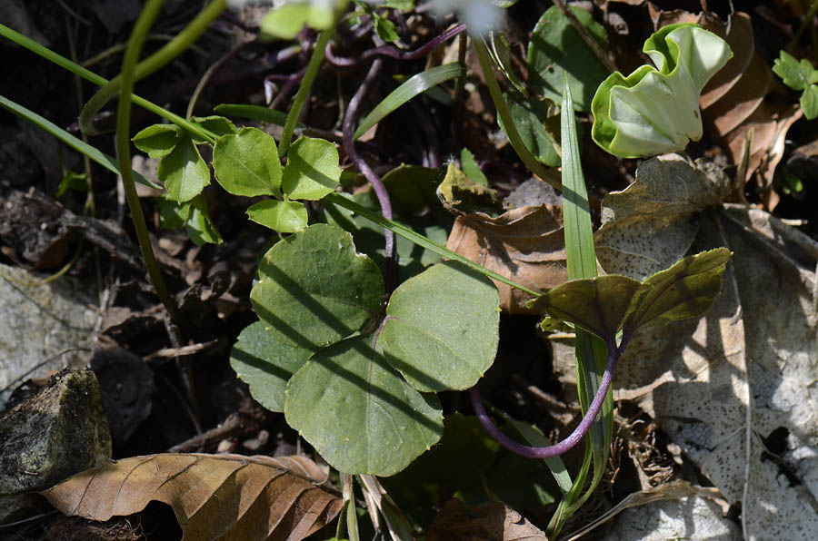 Cardamine trifolia / Dentaria a tre foglie